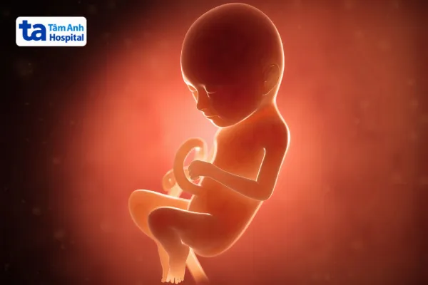 Quá Trình Phát Triển Của Thai Nhi Theo Từng Tuần Thai Kỳ 25 bao thai o ky tam ca nguyet thu 3 73d3c737