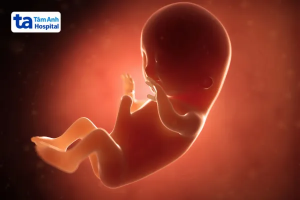 Quá Trình Phát Triển Của Thai Nhi Theo Từng Tuần Thai Kỳ 23 kich thuoc va hinh dang cua thai ky tam ca nguyet 1 1548fc2b