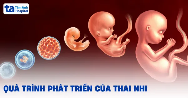 Quá trình phát triển của thai nhi