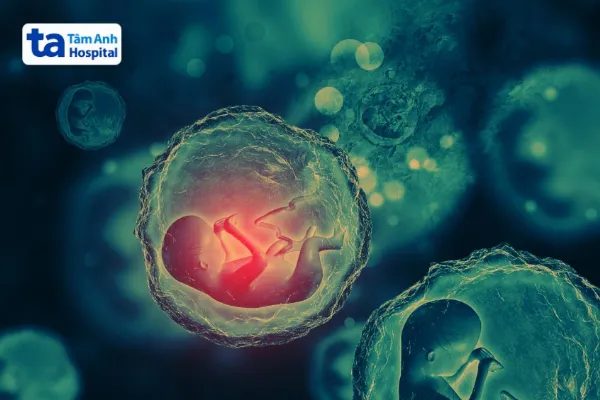 Sự h&igrave;nh th&agrave;nh của thai nhi